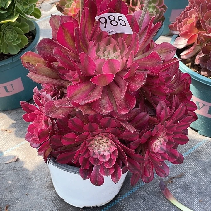 985红铜白 冠幅23