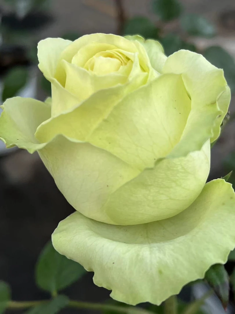 军哥【抹茶蛋糕】切花玫瑰花苗