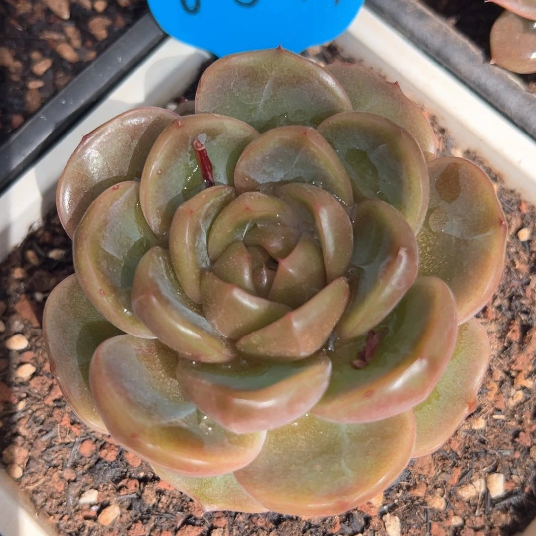 6-5-19蓝水鬼珍妮