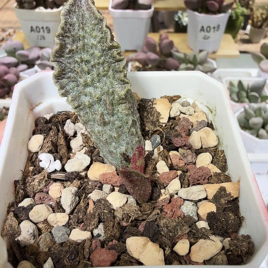 酒红猪肝水泡多肉植物
