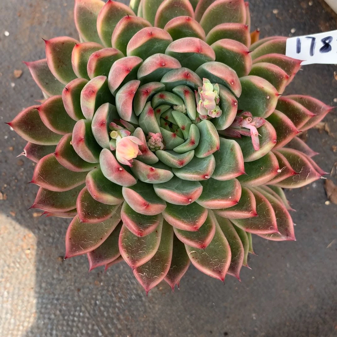 1782杂交多肉植物