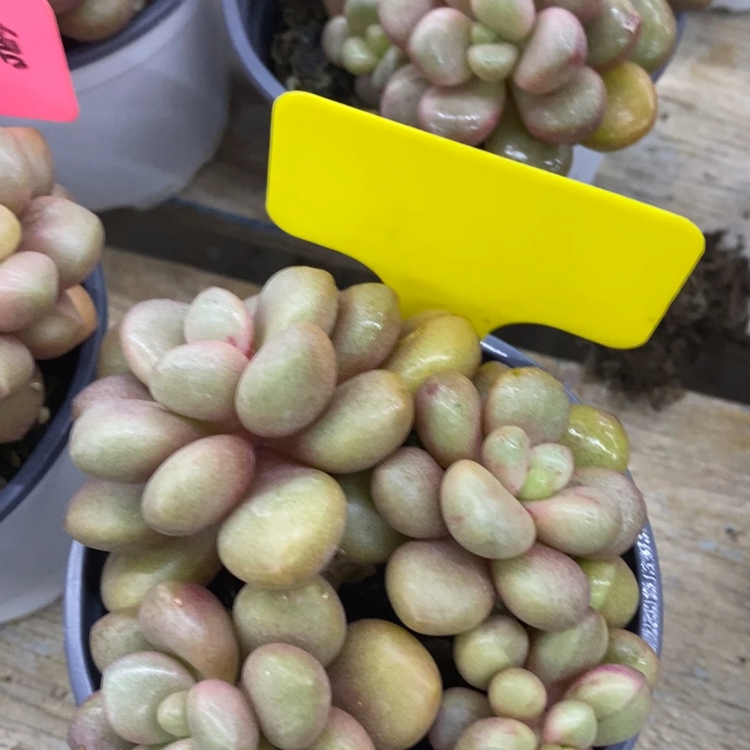 开心多肉，首播第一场，欢迎