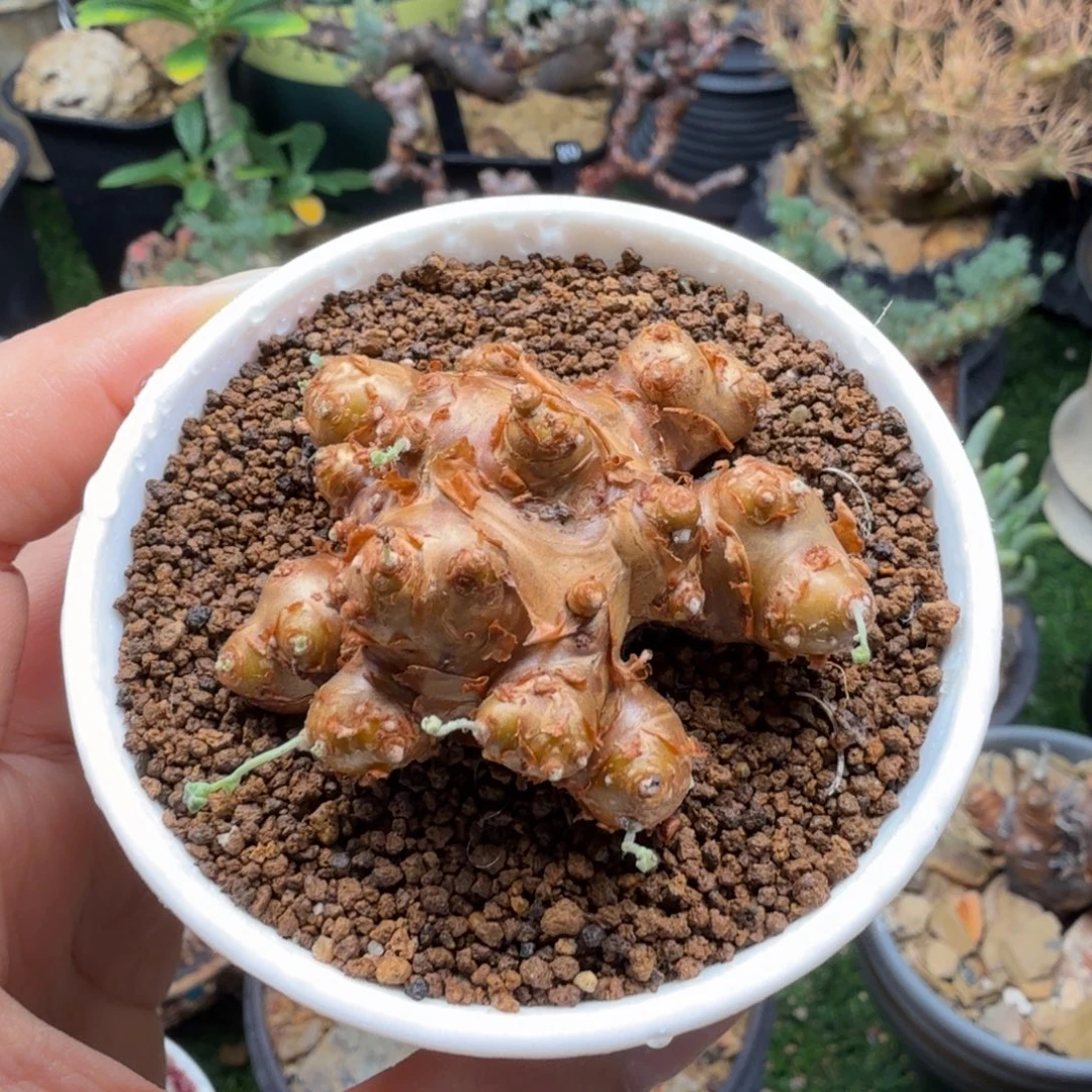 格加厚墩菊289仙人掌