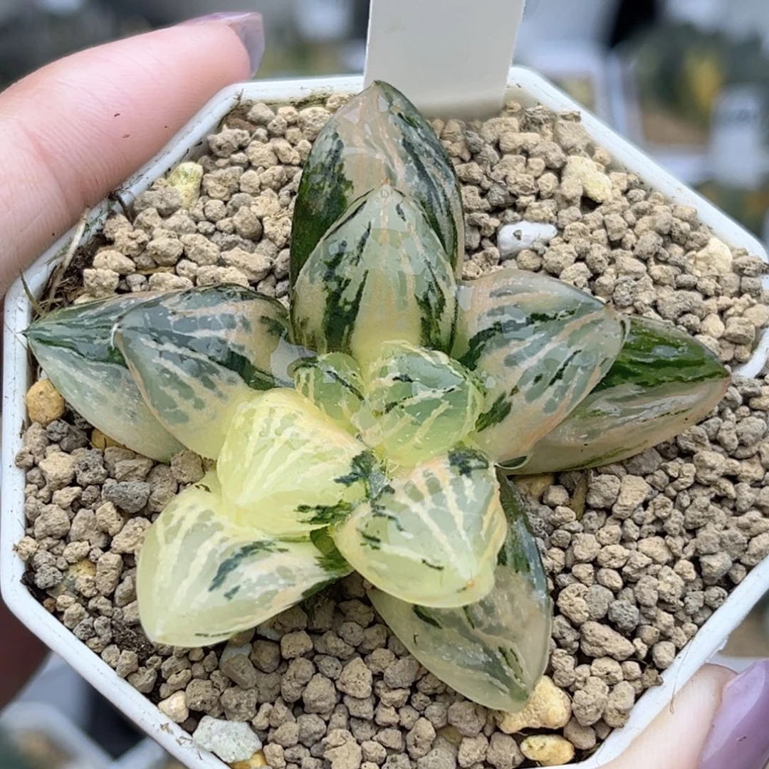97赤焰玉潭寿锦福利专场