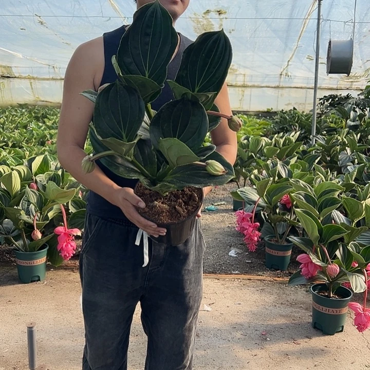 小***猪少量花朵（建议范围：2朵-5朵 或40%以下）