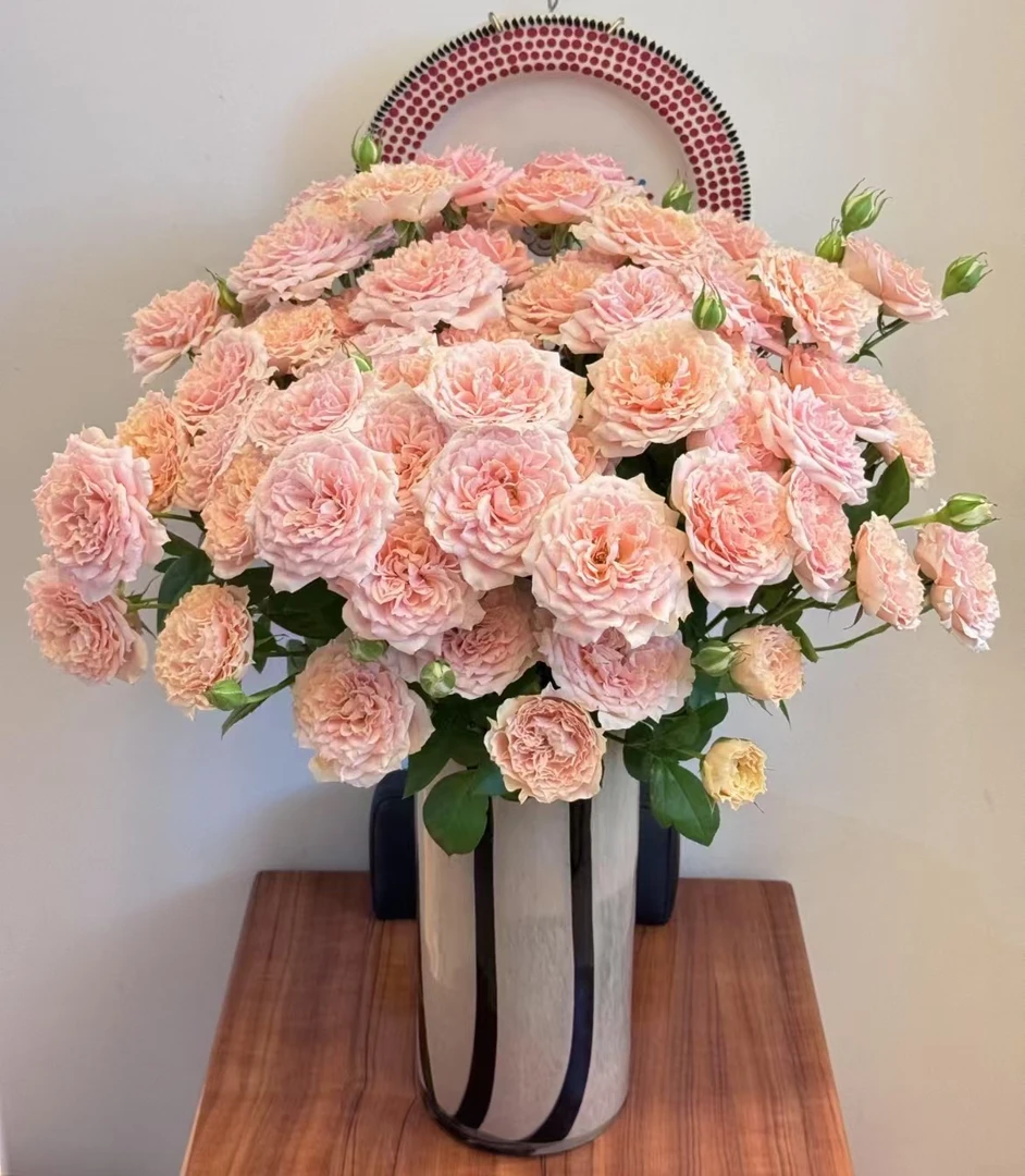 【花花酱甄选A级 】多头杏色啦啦队一单包邮云南基地直发