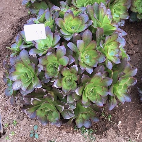 杯*2.22-83魅金多肉植物