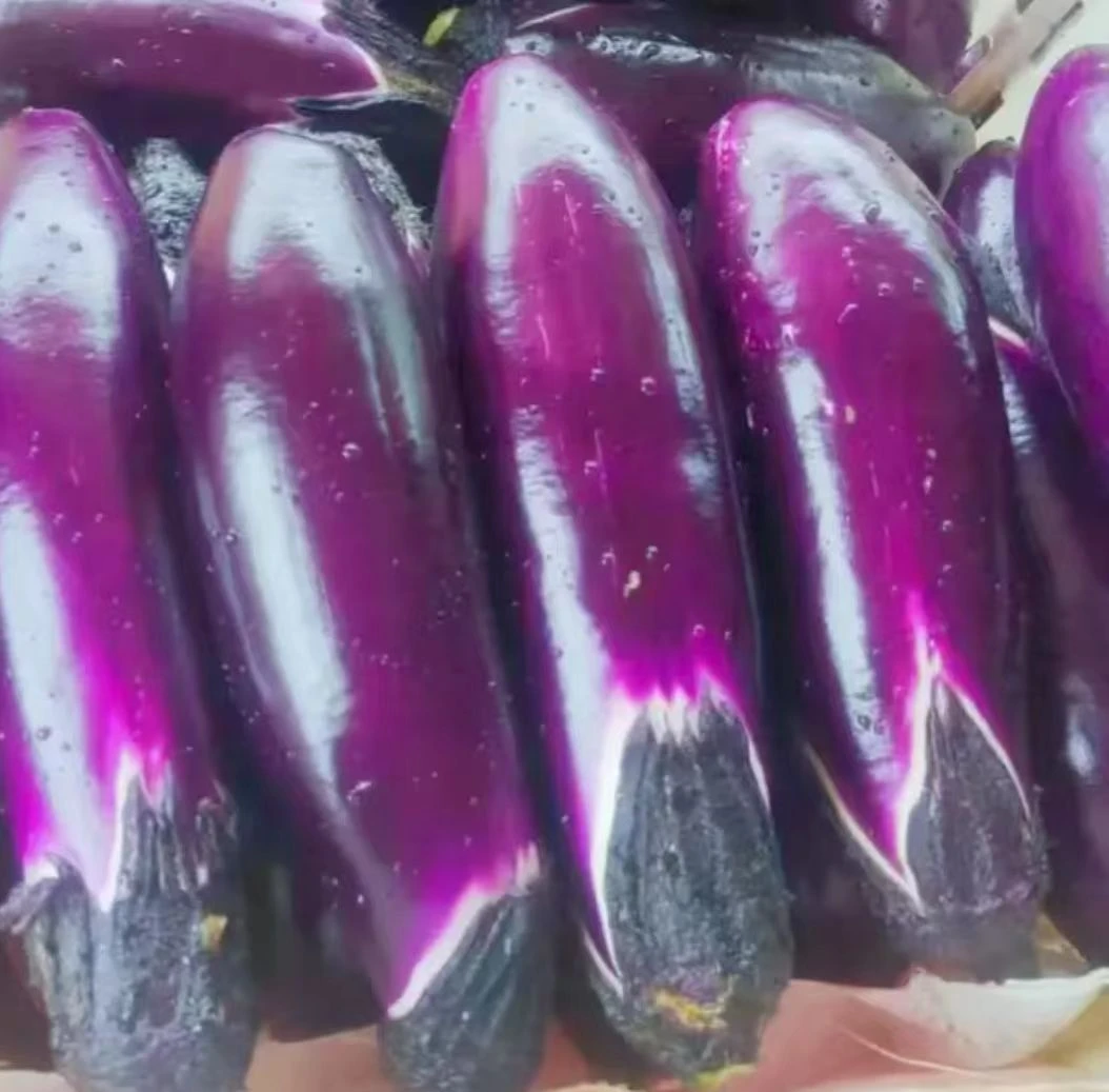 湖 南 农 家 茄 子