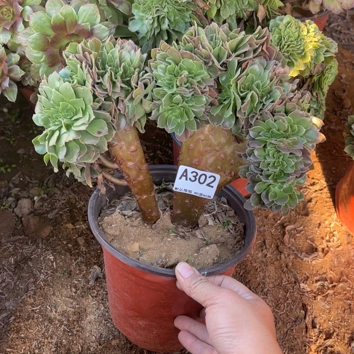 玫瑰缀多肉植物302.