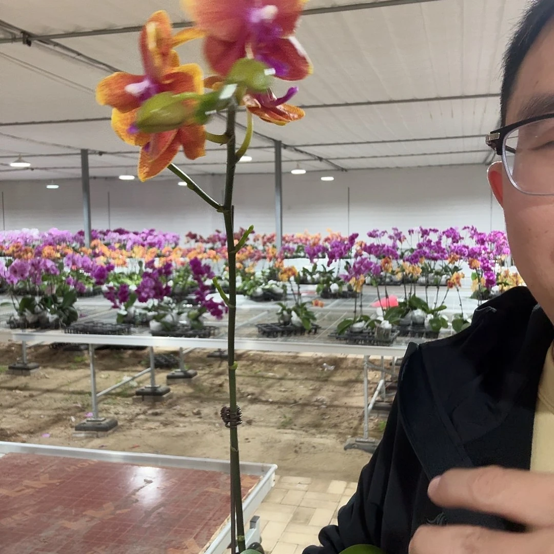 完全开放香恋高芽3.5