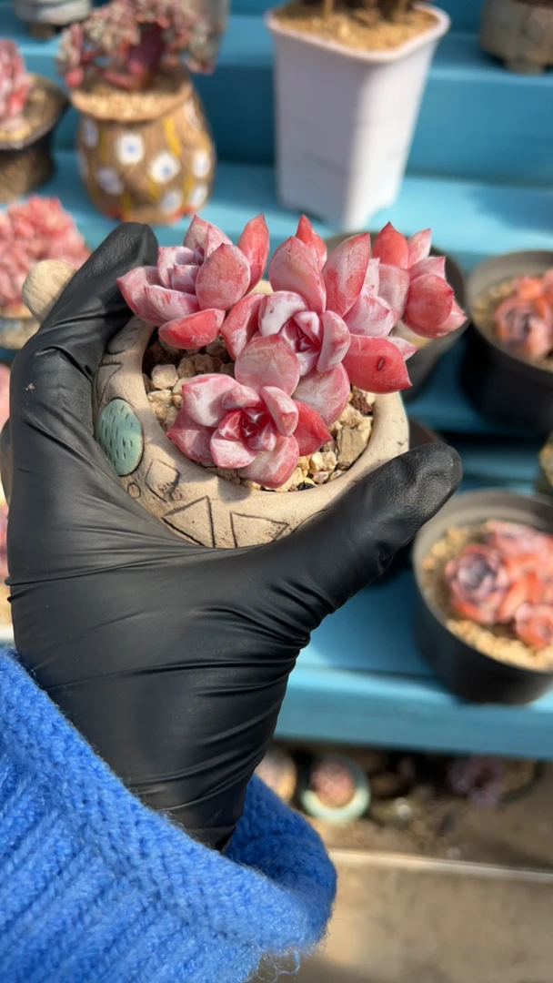 2922专拍嫦娥多肉