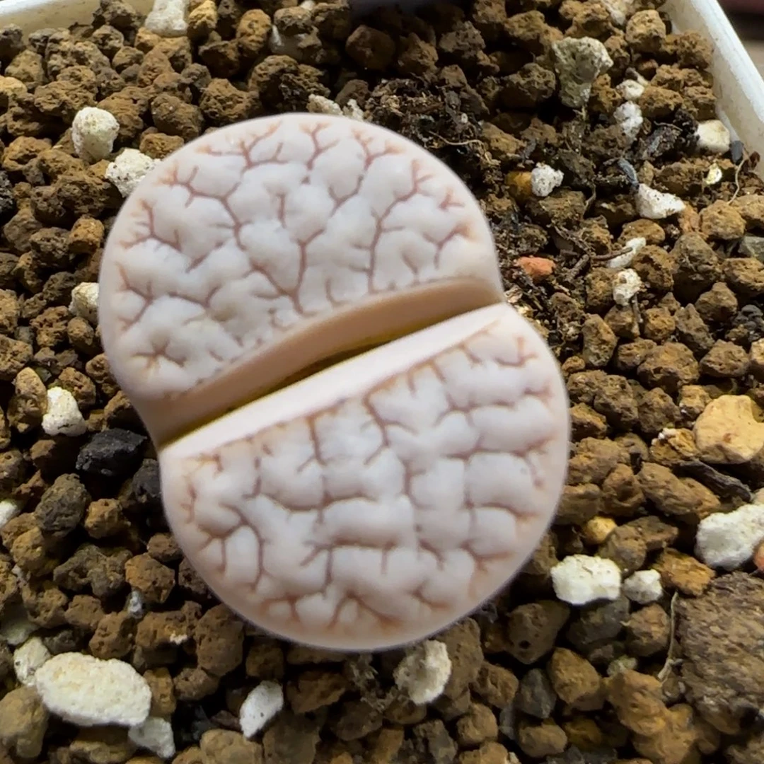 12.27。     309荒。    2020