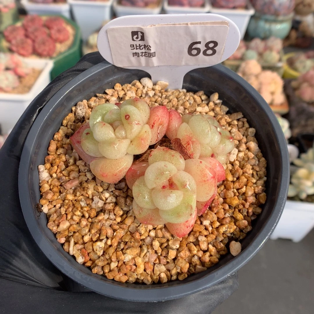 68 冰玉石化多肉多肉