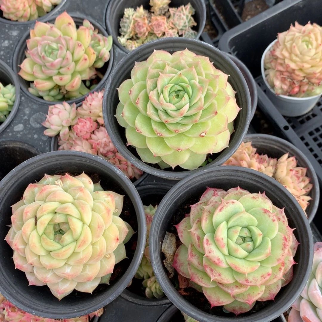 0130-102 麦杆三颗