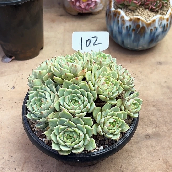 多肉植物，笨吧蒂斯102号