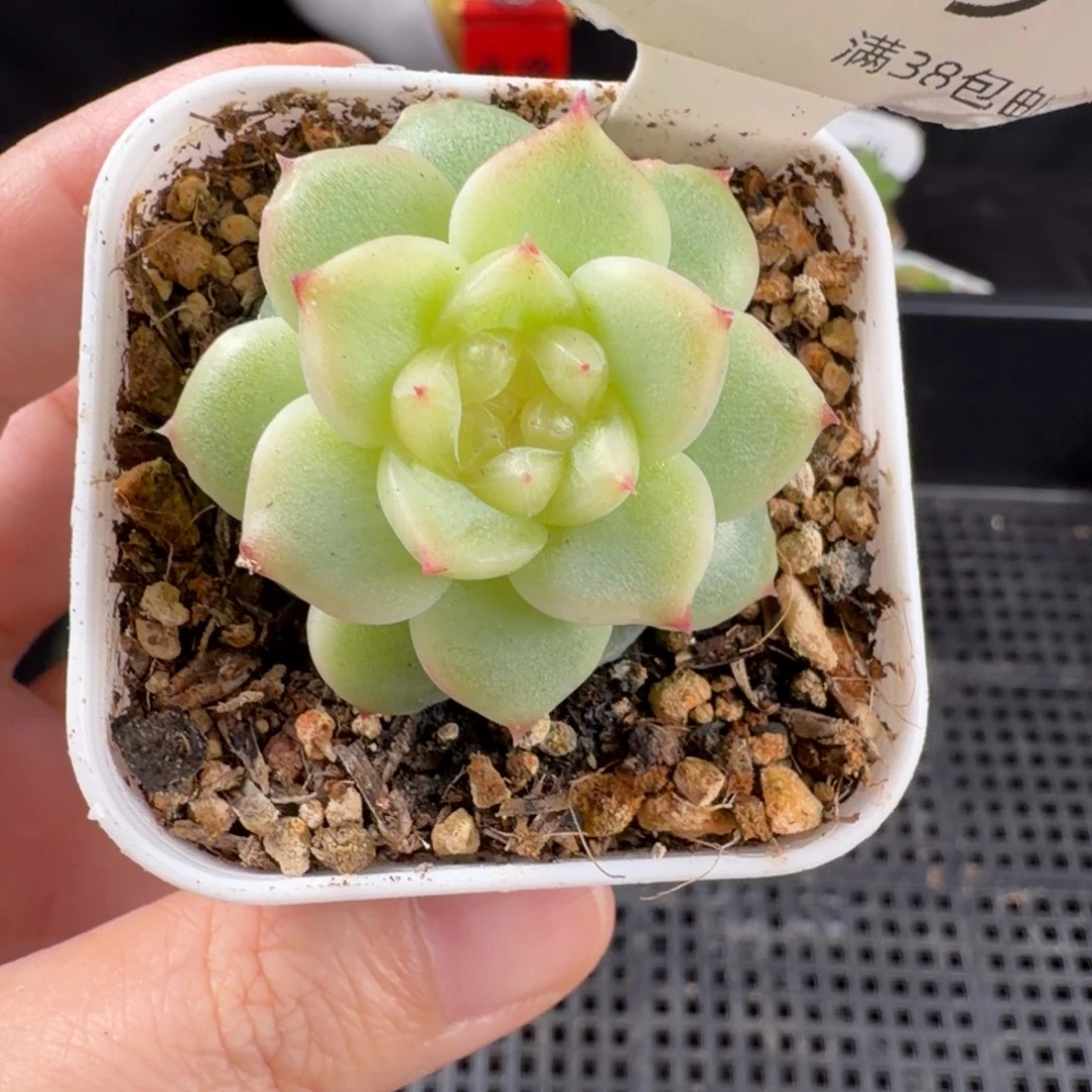 新品珍妮优选109号