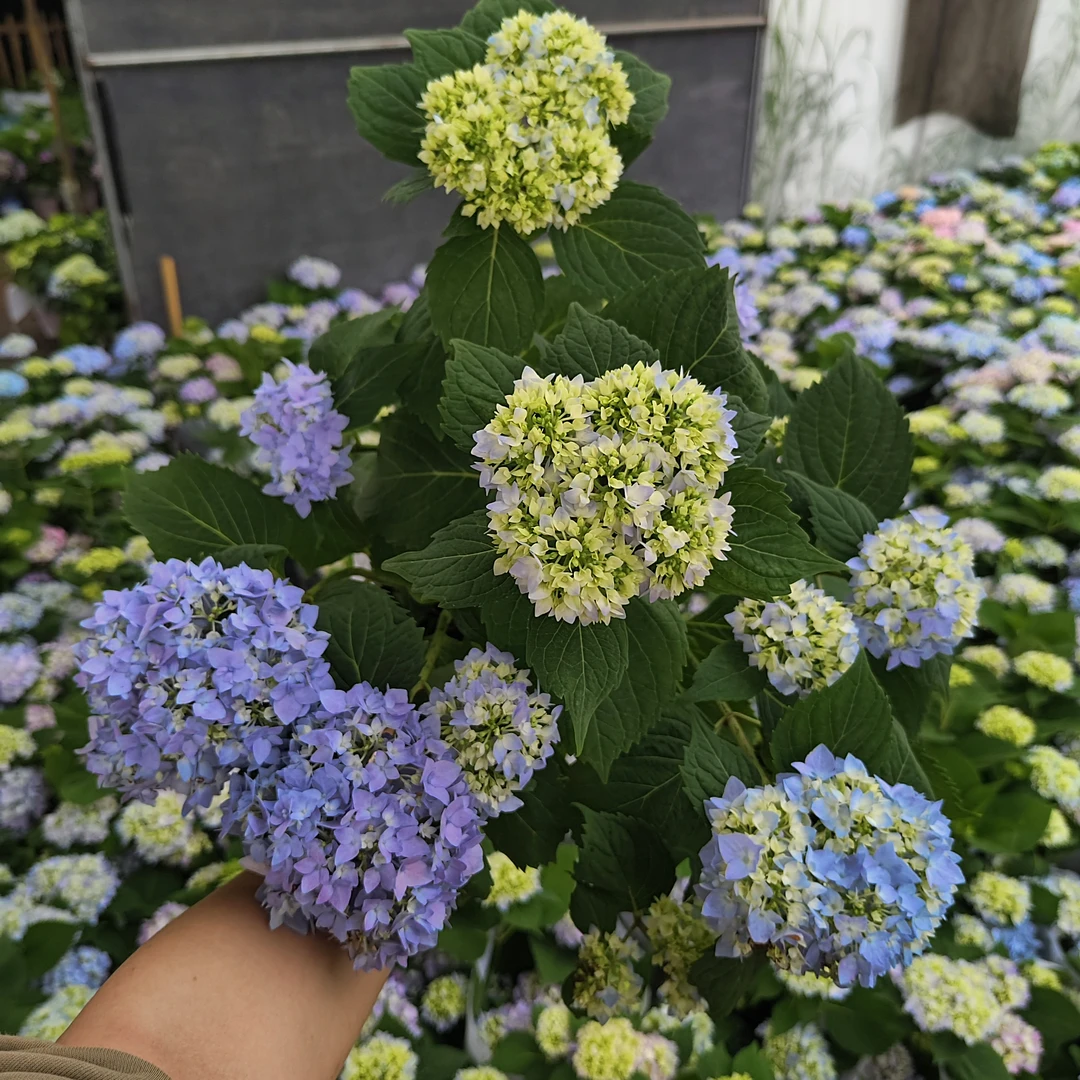 【无尽夏】 蓝色绣球花盆栽庭院好养的花卉植物室内花