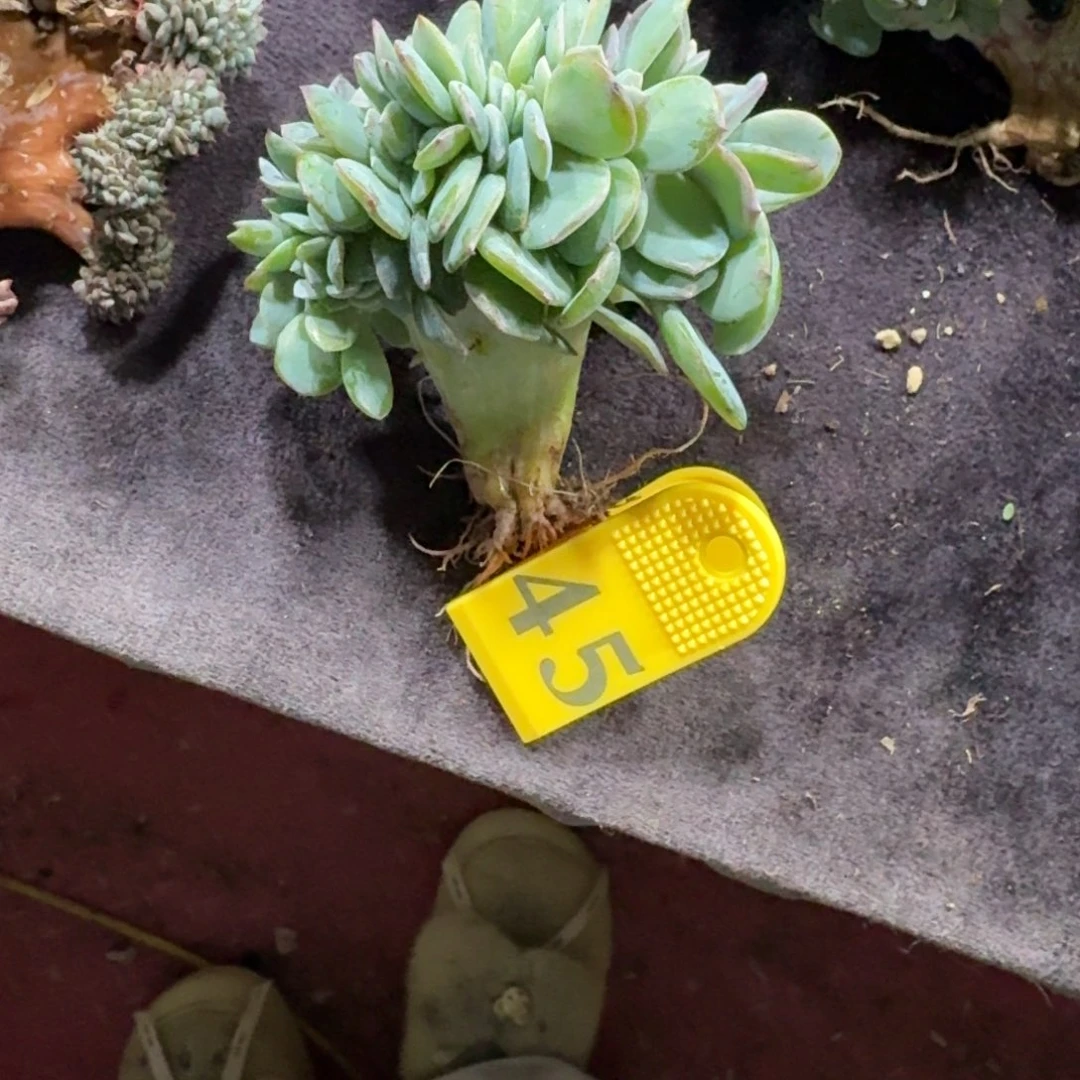 呗***、白凤缀化一物一拍45