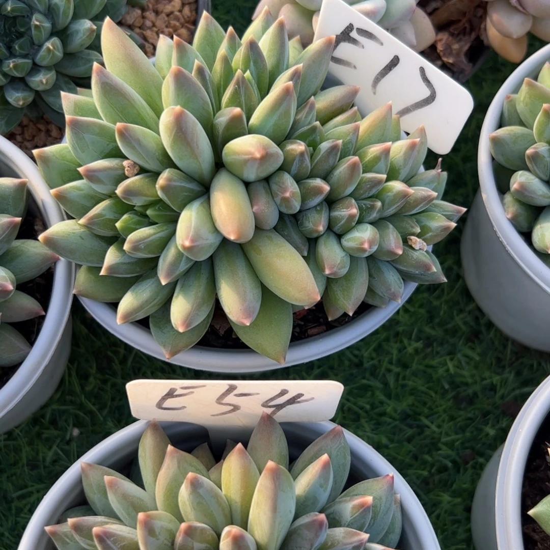 重楼多肉植物保护