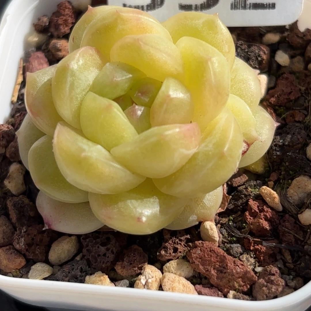 352哈喽哈咯哈咯我要