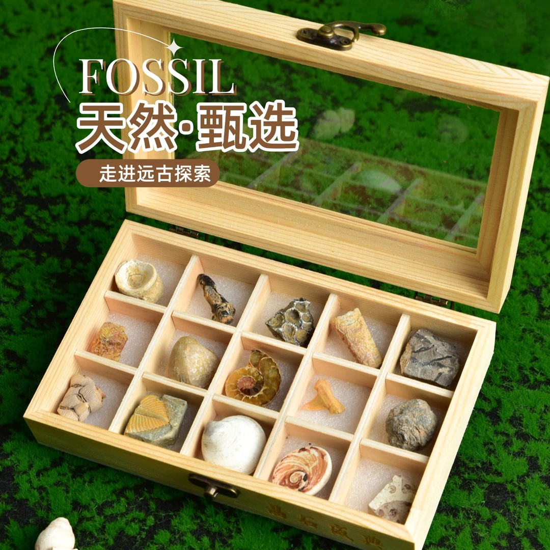 走进远古天然标本套装儿童矿物矿石探索益智玩具趣味科普礼物礼品