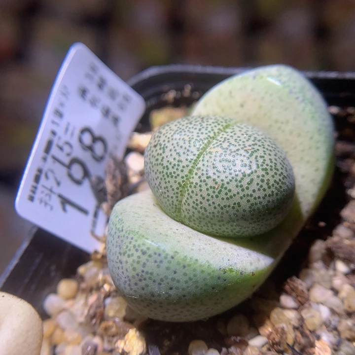 精品生石花215.198