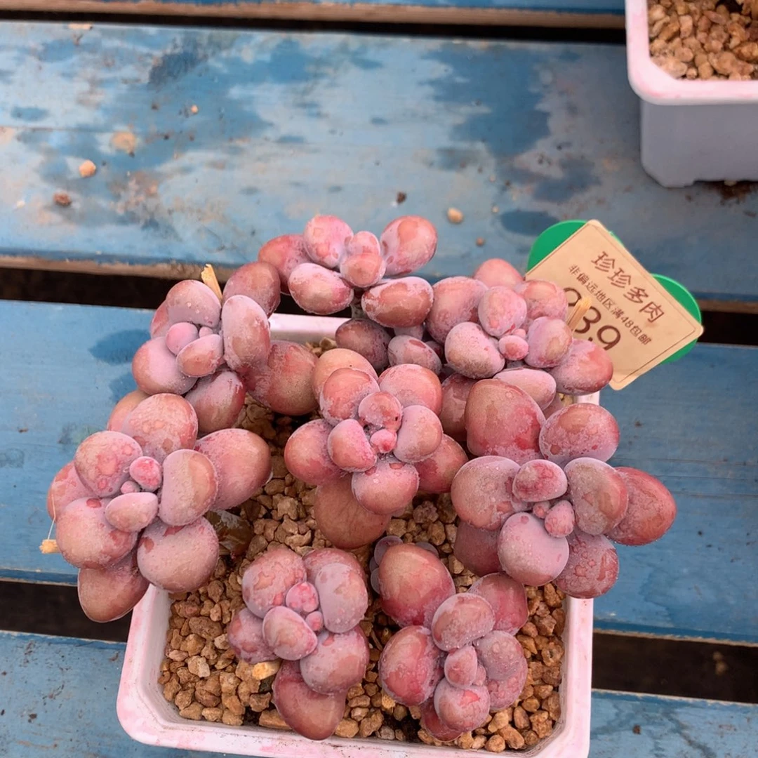 安****腰子蛋老桩无砍平头239