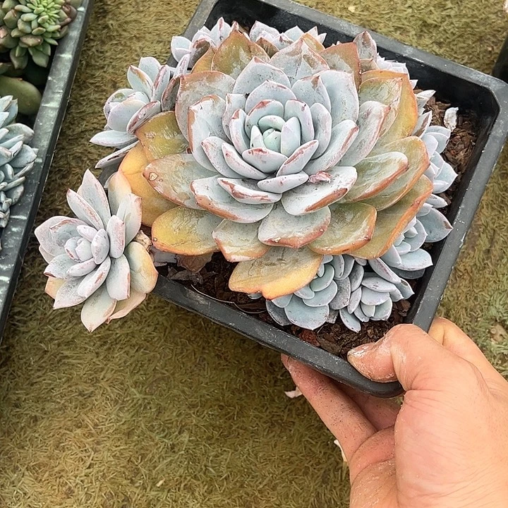 A****A姐姐的奶茶手捧花