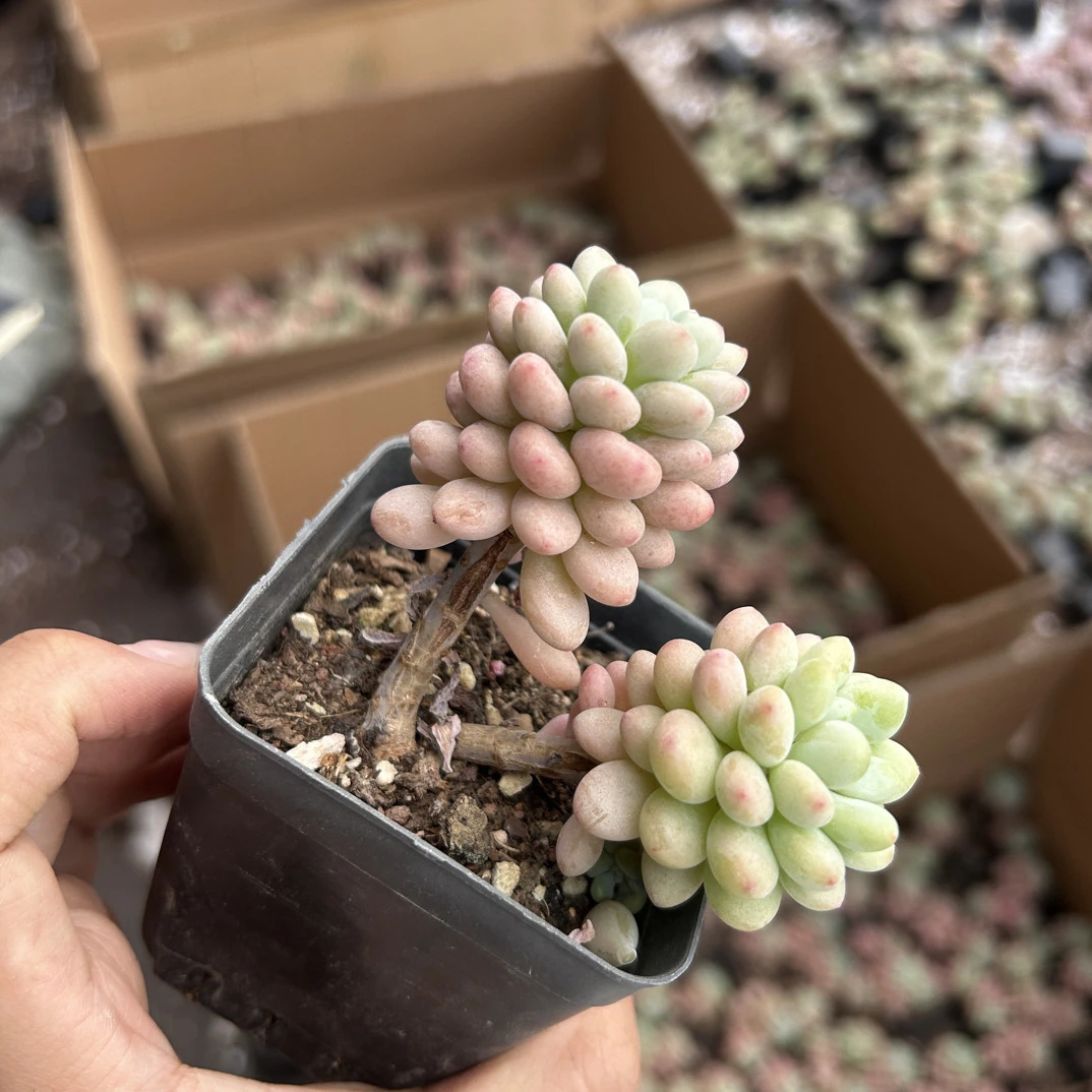 多头 黄金洛可可 双头起 （满9.9包邮）