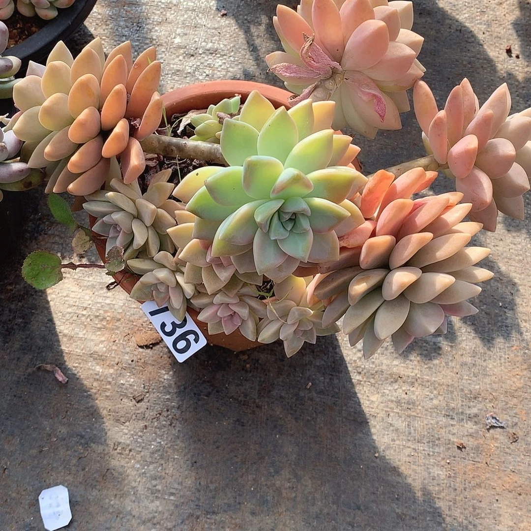 736紫乐锦 一物一拍多肉