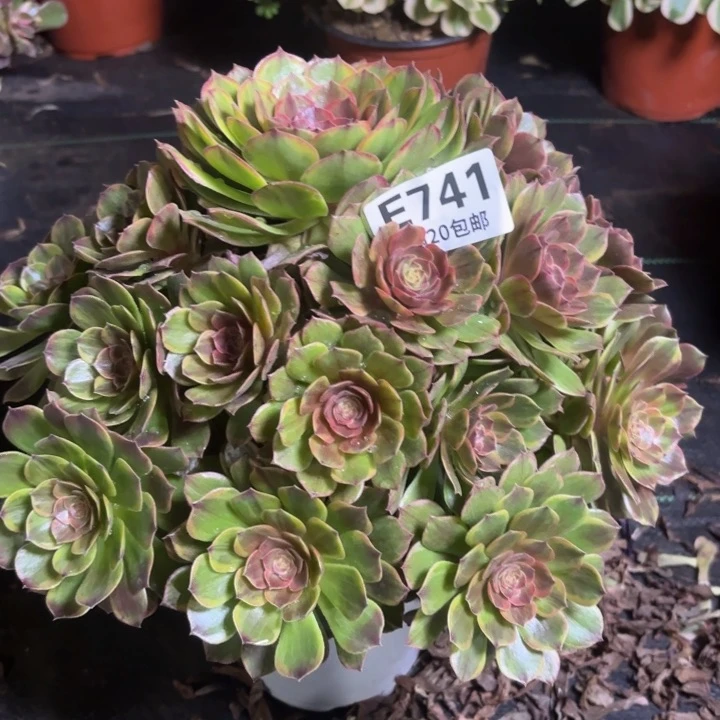 瑞妈一物一拍741