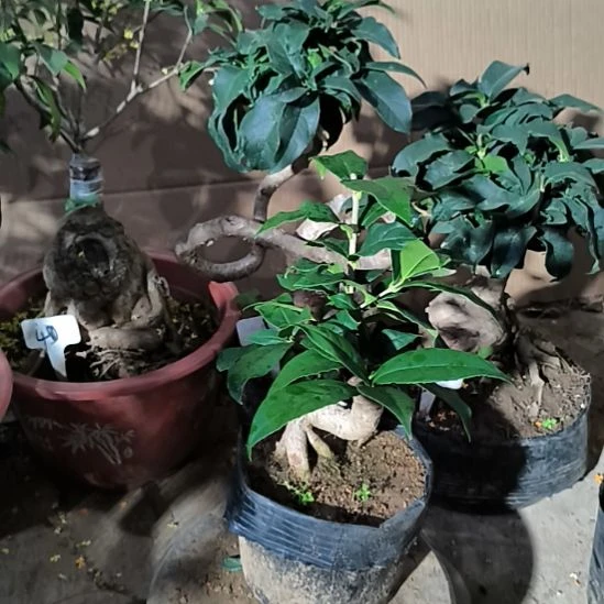 建***民完全开放四季桂花丹