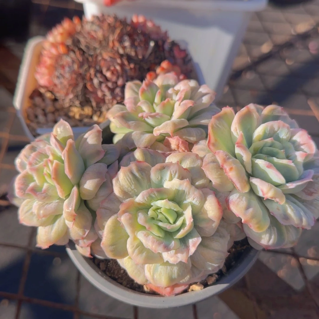 【闪购商品】四头泡泡纱裙29.9