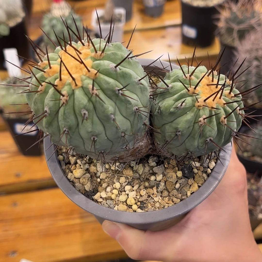 潮流植物产地双头孤龙丸，