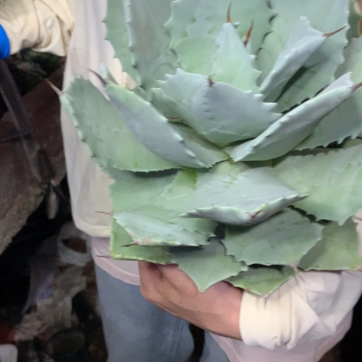 白云贾蟹58！！！！！！！！