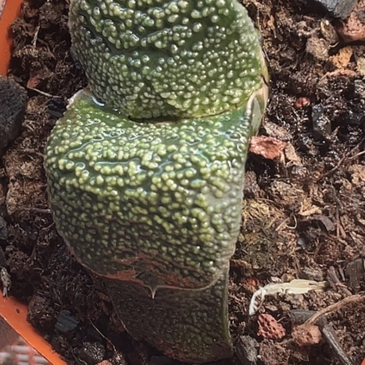 一物一拍竞拍福利拍