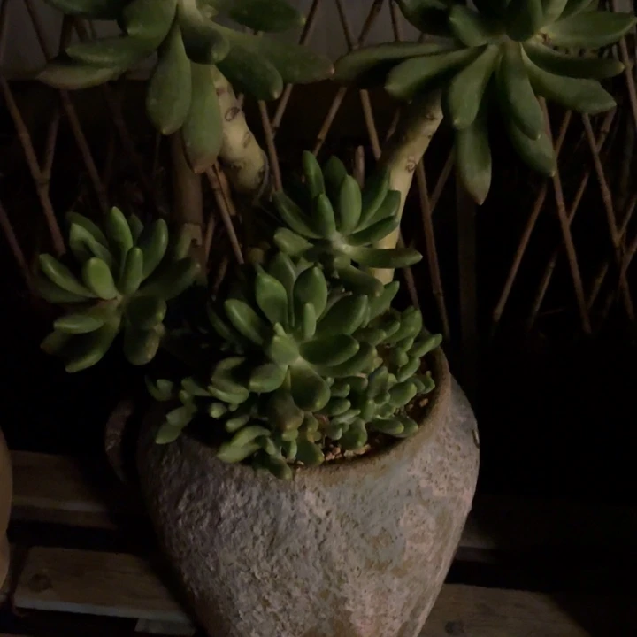 关**亮弥鹿之森一物一图