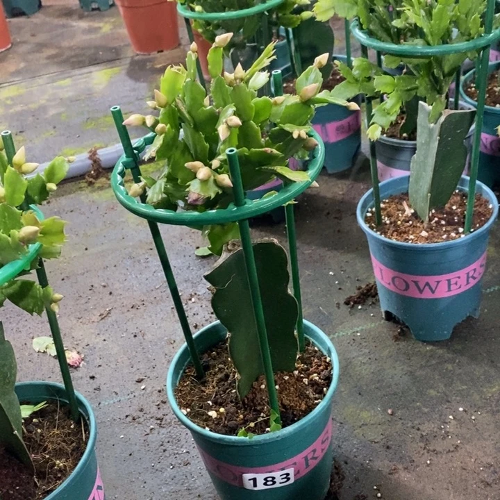 大部分花苞少量开放183嫁接066