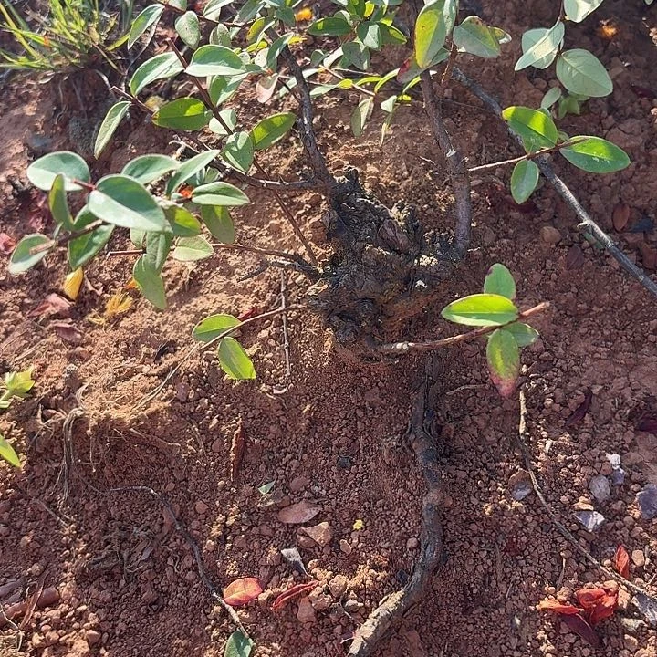 当前无花栽培后可以开花