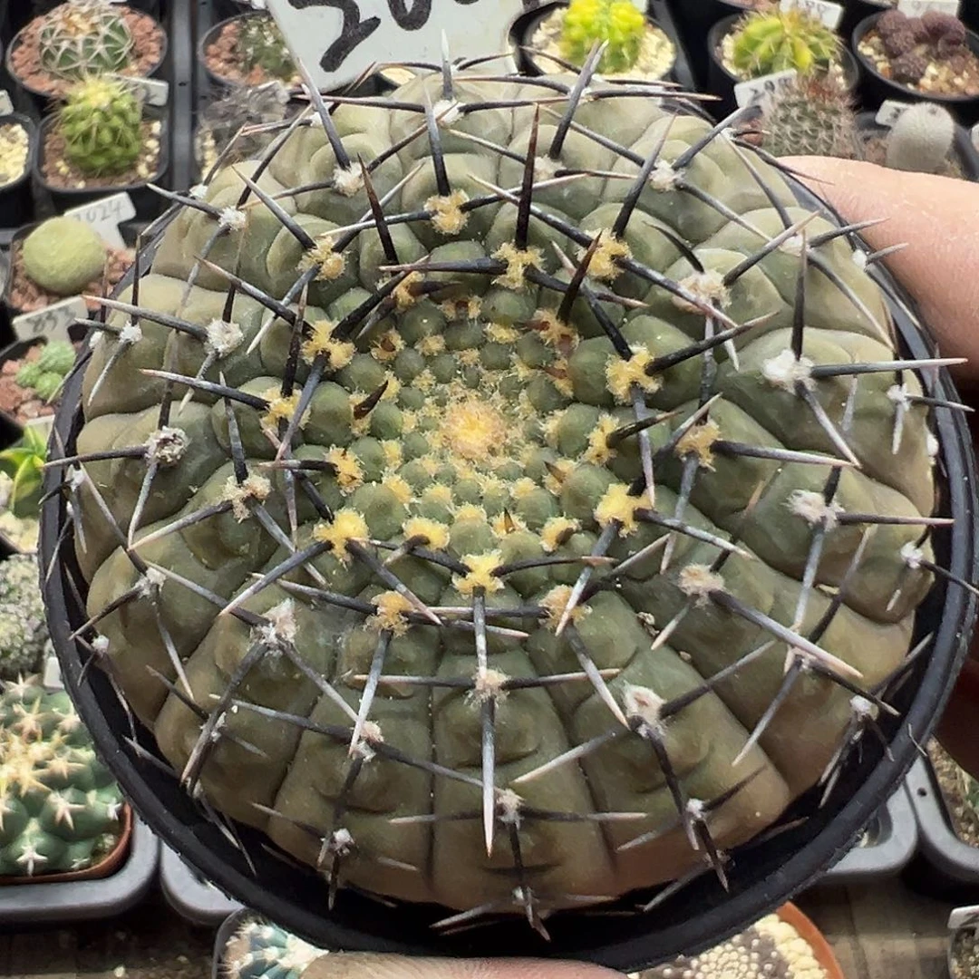 2007黑刺怪龙丸实生