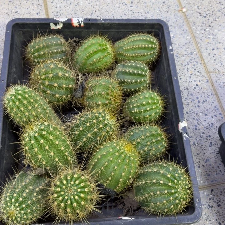 314新品毛花柱根脱土发货斑5公分左右，20包邮