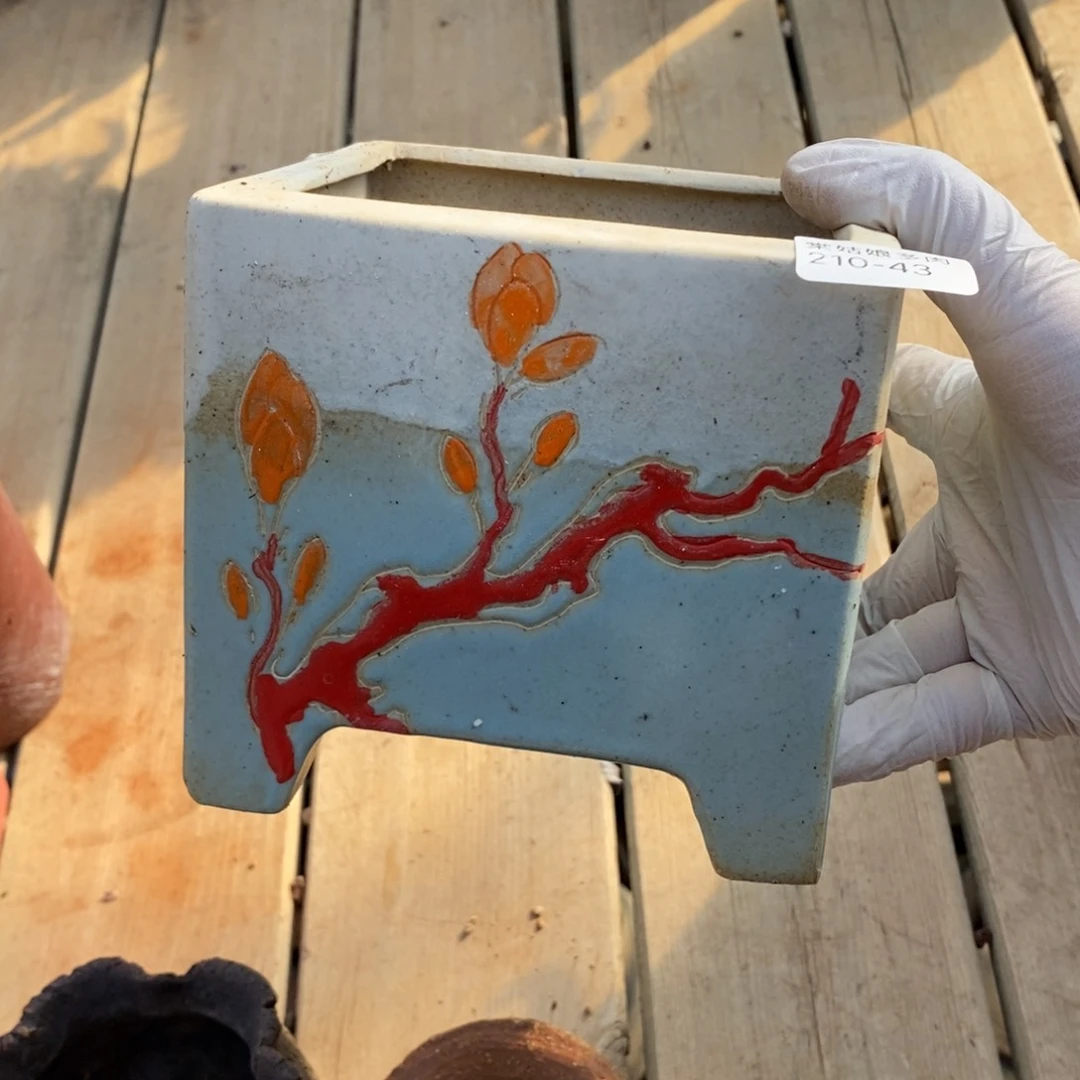 ?****ℯ43号多肉盆一个呀