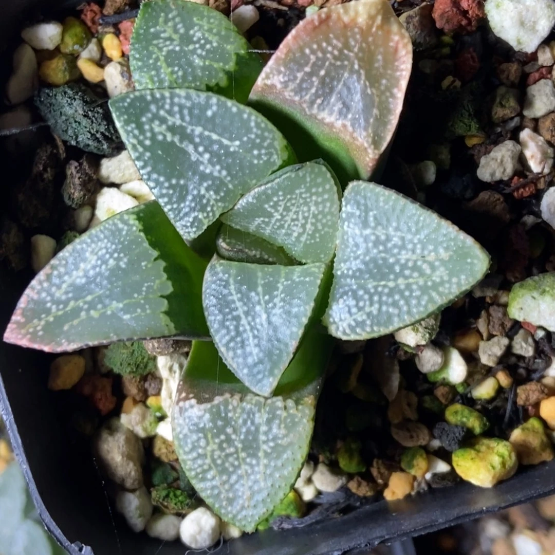 福利满天星点点寿一物一拍