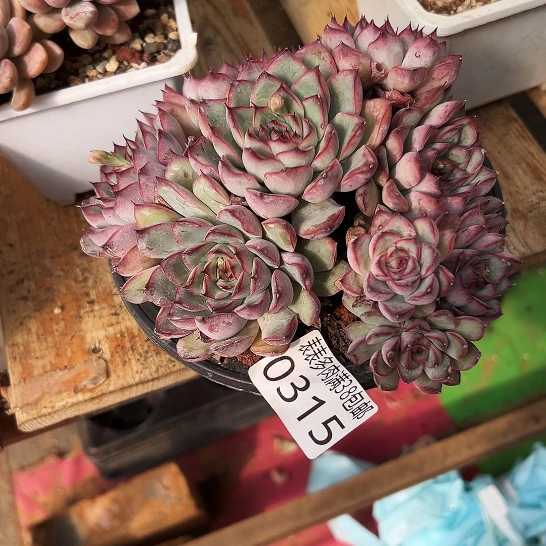 朱***慧多肉一物一拍植物0315