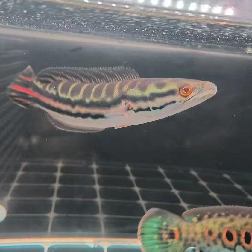 大铅笔鱼苗彩虹雷龙淡水小盾鳢大型凶猛热带观赏鱼恐龙鱼雷龙活体