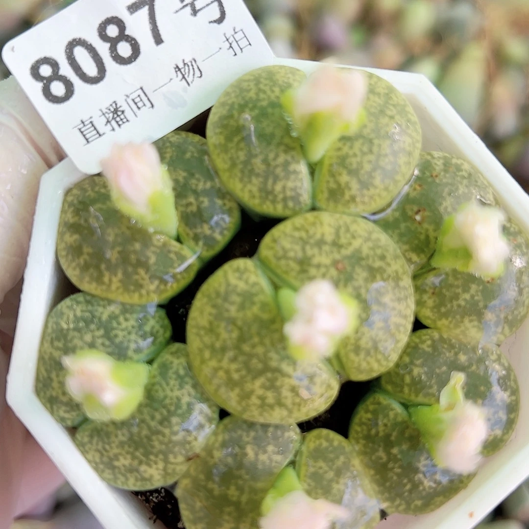 8087 好养易活生石花大母本