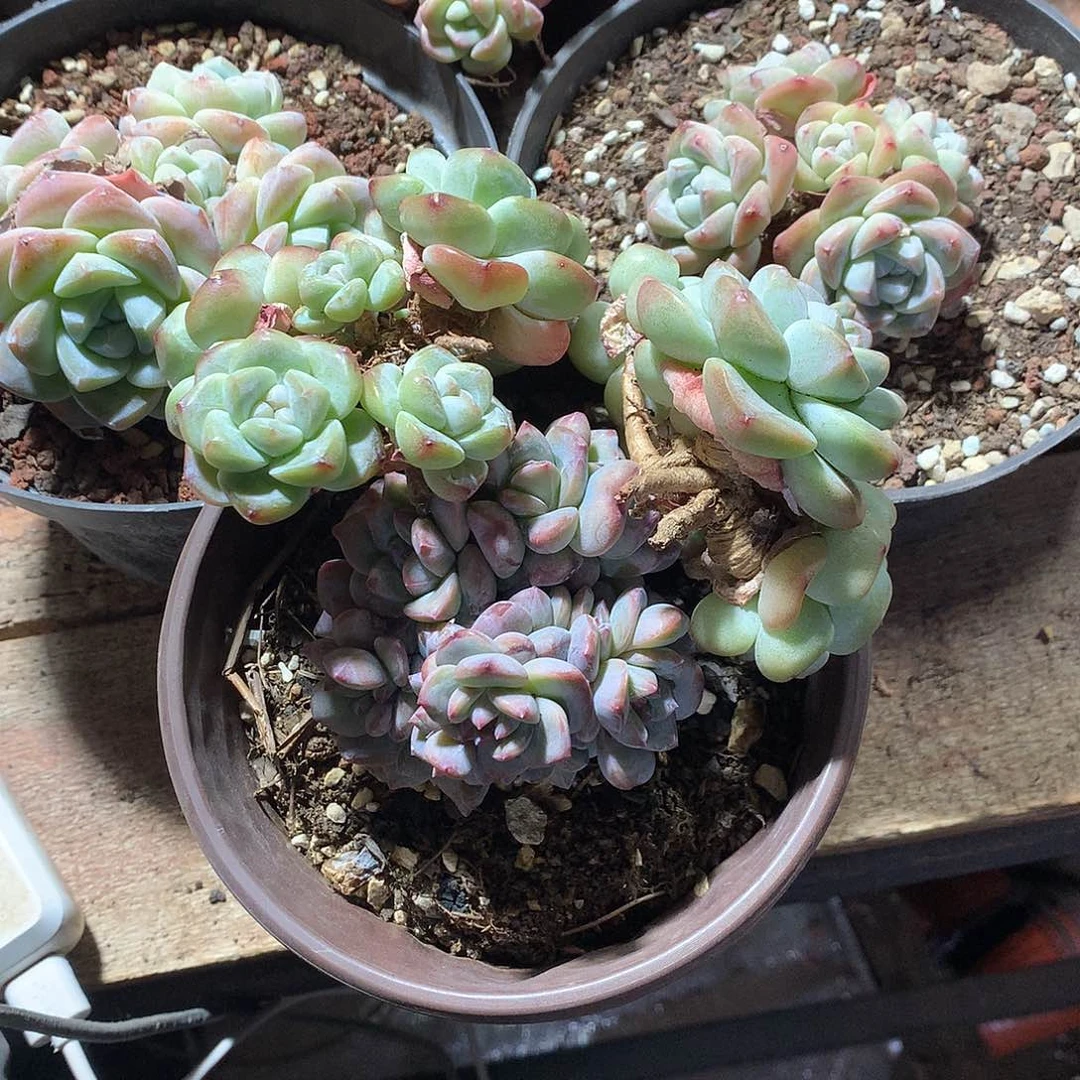 吃肉的野兔哈哈哈哈哈哈哈