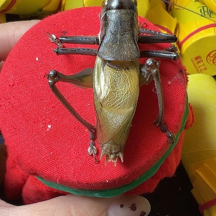 蟋蟀哈哈哈哈哈哈哈哈哈哈哈