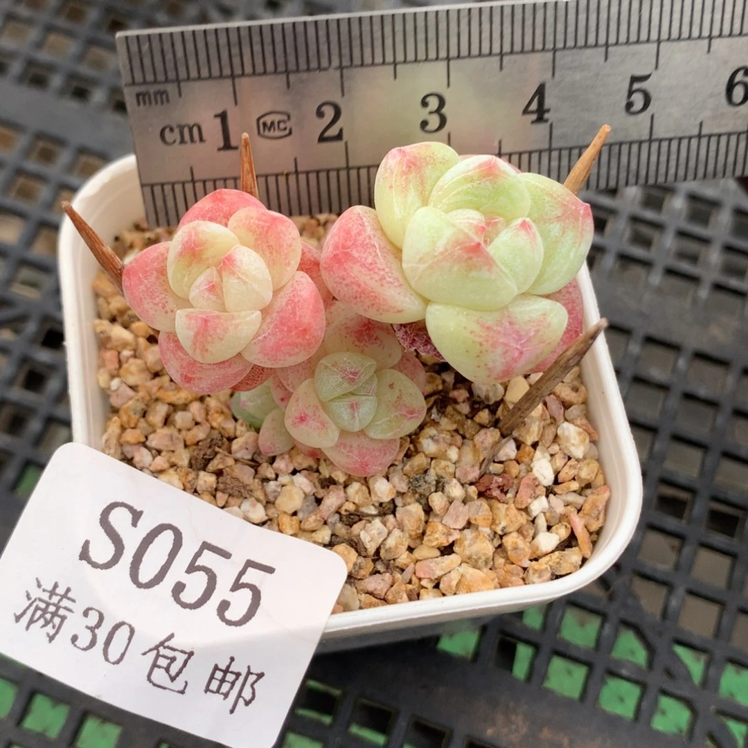 55。小脸糖心带腿冰玉。