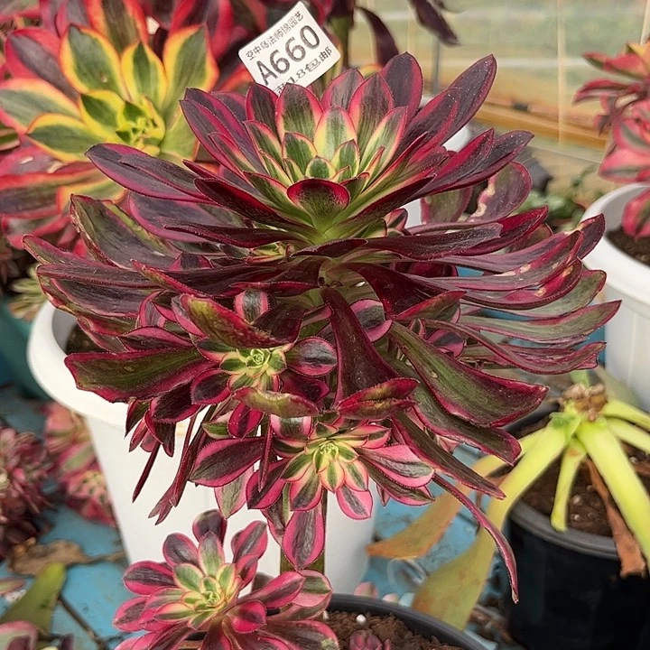 660法师多肉植物